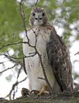 Red tailed Hawk 3847